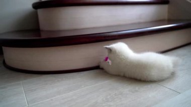 Kedi yavrusu yerde oyuncakla oynuyor. Oyuncak kedi fare oyuncağıyla oynuyor.