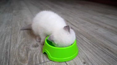 Kedi yavrusu tabaktan yiyor. Evde yemek yiyen sevimli küçük bir kedi.