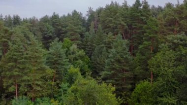 Yukarıdan orman manzarası. Sonsuza dek yeşil çam ormanının havadan görünüşü