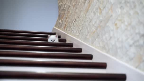 Kočka Odpočívá Schodech Portrét Malé Kočky Ležící Domácím Dřevěném Schodišti — Stock video