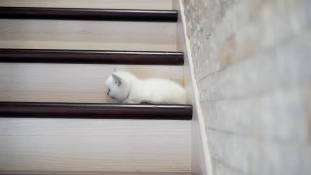 Katze Ruht Auf Treppe Niedliche Katze Liegt Auf Der Holztreppe — Stockvideo