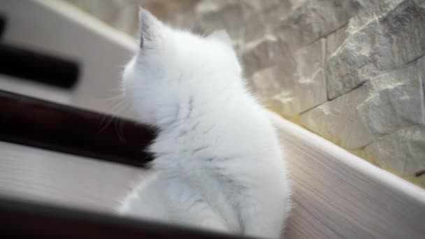 Kot Siedzi Schodach Portret Małego Kota Siedzącego Podłodze Schodów — Wideo stockowe