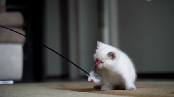 可爱的猫玩玩具 毛绒绒猫咪用羽毛捕捉玩具 — 图库视频影像