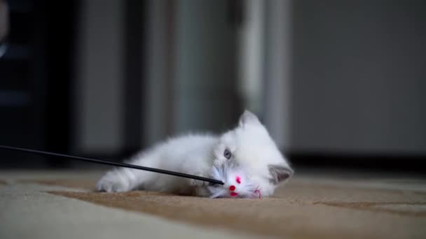 Vit Kattunge Leker Med Leksaken Liten Katt Leker Med Leksak — Stockvideo