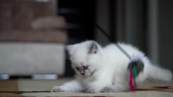 Kotek Bawiący Się Zabawką Mały Kot Bawi Się Piórkową Zabawką — Wideo stockowe