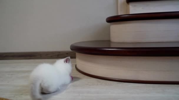 猫对玩具大动干戈 小猫在地板上玩小老鼠玩具 — 图库视频影像