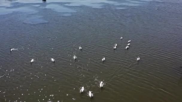 Belos Cisnes Rio Rebanho Cisnes Nadando Juntos Rio — Vídeo de Stock