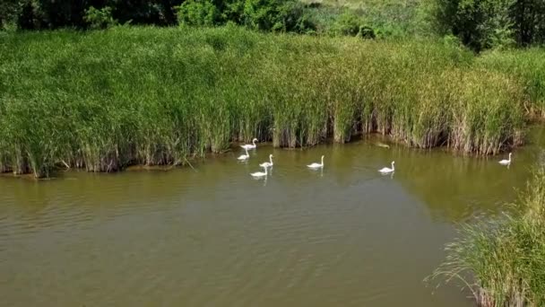 川にいるスワンの群れ 池で泳ぐスワン群の空中観察 — ストック動画