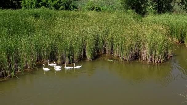 Aves Selvagens Natureza Vista Aérea Ninhada Cisnes Brancos — Vídeo de Stock