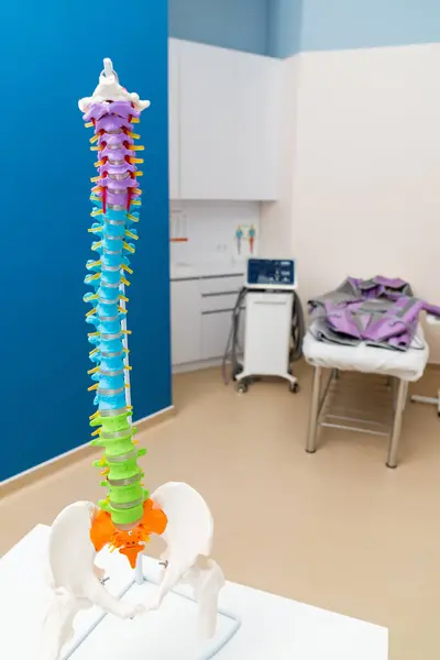 Anatómiai Ortopéd Modell Műanyag Gerinc Orvosi Szobában — Stock Fotó