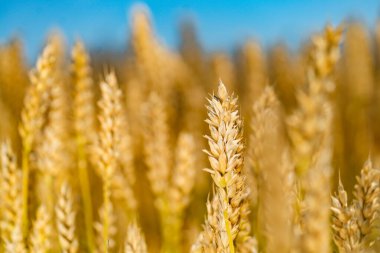 Berrak bir mavi gökyüzünün altında sallanan uzun otlu sakin bir manzara. Arka planda mavi gökyüzü olan uzun otlarla dolu bir tarla.