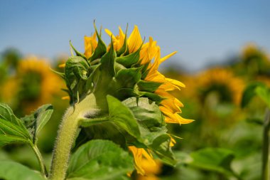 Açık Mavi Gökyüzünün Altında Güzel Bir Ayçiçeği Tarlası. Arka planda mavi gökyüzü olan bir ayçiçeği tarlası.