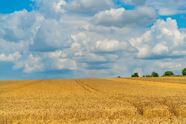 Görkemli, Bulutlu Mavi Gökyüzü Altında Altın Buğday Tarlaları. Bulutlu mavi gökyüzünün altında bir buğday tarlası
