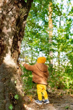 Büyüleyici ormandaki görkemli bir ağaca tırmanan meraklı küçük bir kaşif. Ormanda ağaca tırmanan küçük bir çocuk.