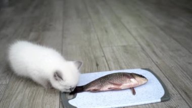 Yavru kedi ilk balığını tadıyor. Balık yiyen kedi portresi, yerde oturuyor.