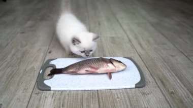 Kedi balığı yalıyor. Aç komik kedi tabaktan taze balık yiyor.