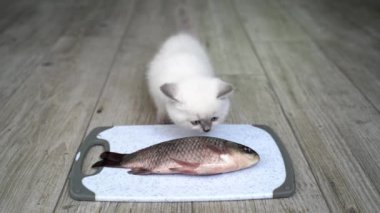 Kediyi balıkla beslemek. Kedi yavrusu ahşap zemine yerleştirilmiş tabaktan yemek yer.