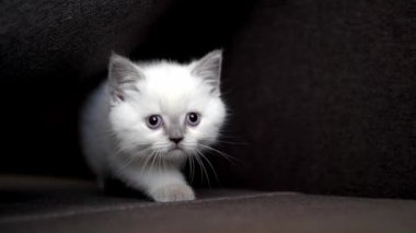 Yatakta oynayan genç bir kedi. Sevimli kedi evdeki kanepede dinleniyor.