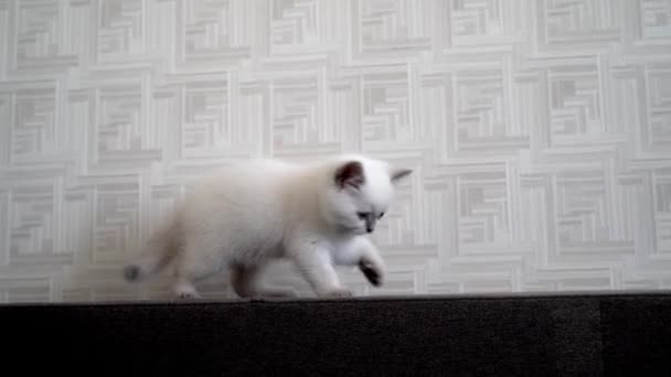 Słodki Kot Kanapie Uroczy Kot Relaksujący Się Kanapie Domu — Wideo stockowe