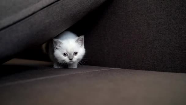 Kot Siedzi Kanapie Uroczy Kot Relaksujący Się Kanapie Domu — Wideo stockowe
