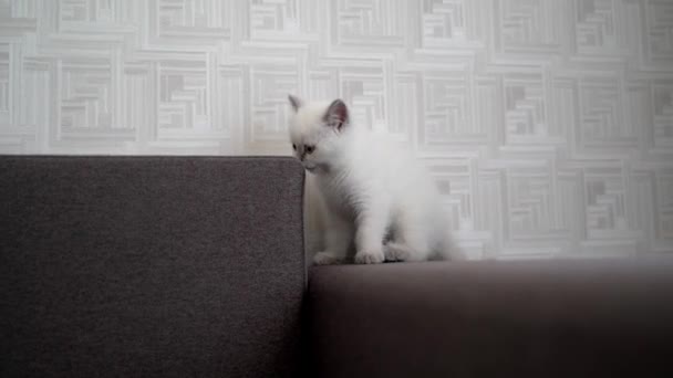 Słodki Kot Relaksujący Się Kanapie Kot Odpoczywający Kanapie Salonie — Wideo stockowe