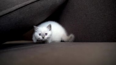 Kanepede dinlenen kedi. Evdeki kanepede uyuyan sevimli kedi yavrusu.