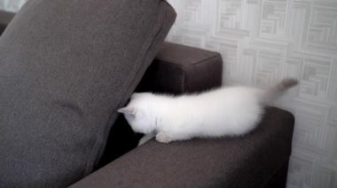 Kanepede sevimli bir kedi yavrusu. Evdeki kanepede dinlenen genç, sevimli kedi.