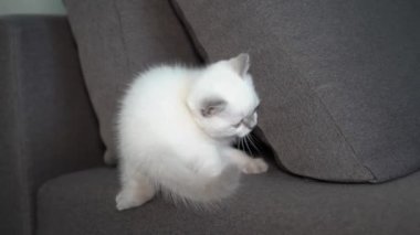 Kedi kanepede yatıyor. Evdeki kanepede dinlenen kedi portresi.