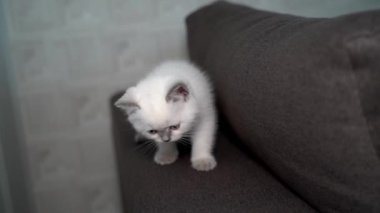 Evde kedi oynuyor. Karlı kedi pofuduk beyaz kanepede dışavurumcu bir görünüş