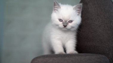 Kedi kanepede oturuyor. Kanepedeki sevimli kedi portresi.