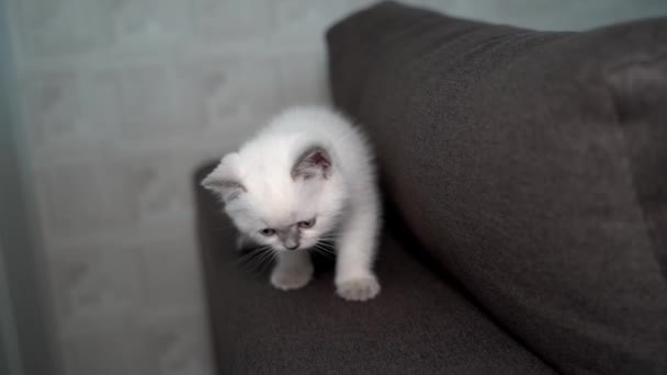 Kot Bawi Się Domu Śnieżny Kot Pluszowej Białej Sofie Wyrazistym — Wideo stockowe