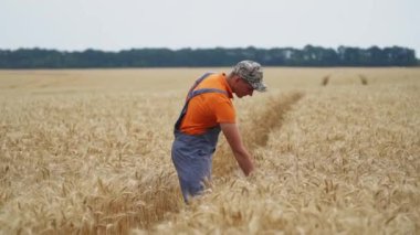 Buğday kulağı tutan adam. Çiftçi altın buğday tarlasında yürüyor