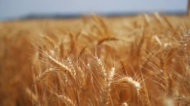 Buğday tarlasının kırsal arazisi. Buğday tarlasının güzel kırsal manzarası