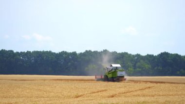 Tarlada çalışan hasat makinesi. Buğday tarlasını hasat eden tarım makinesini birleştirin.