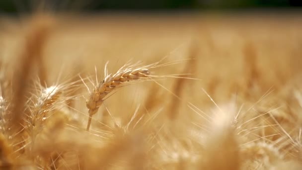 Пейзаж Поля Пшеницы Крупный План Пшеничного Поля Сельской Местности — стоковое видео