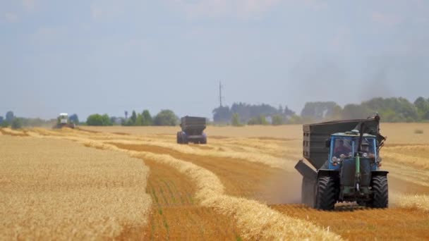 Moderní Kombinace Sklízení Obilí Zemědělský Stroj Sbírající Zralou Pšenici Poli — Stock video
