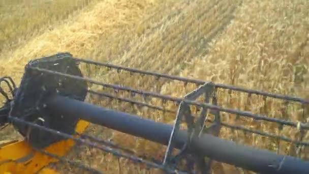 Kombinovat Sekací Mechanismus Sklízení Pšenice Sklizeň Projíždí Přes Pole Pšenice — Stock video