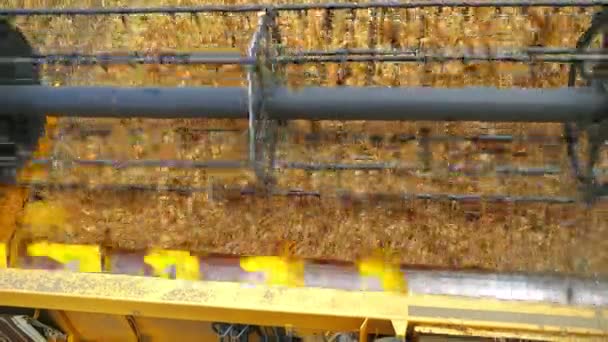 Sklizeň Prochází Pšeničným Polem Kombinovat Sklízeč Velké Zralé Pšeničné Pole — Stock video