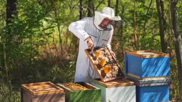 蜂蜜を集めるために働く養蜂家 蜂とハニカムのフレームを保持する養蜂家 — ストック動画