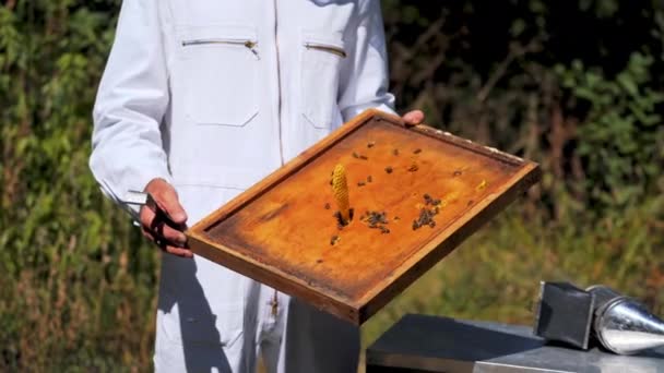 蜂蜜を集めている養蜂家 蜂とハニカムを保持する養蜂家の近く — ストック動画