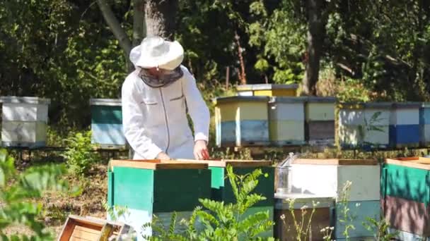 Pszczelarz Zbiera Miód Pszczelarz Ochronnej Oprawie Roboczej Badania Plastra Miodu — Wideo stockowe