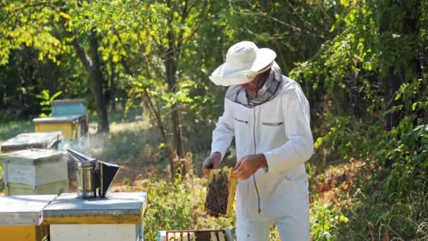 蜂蜜の巣を持っている養蜂家 養蜂場でハニカムフレームを検査する養蜂家 — ストック動画