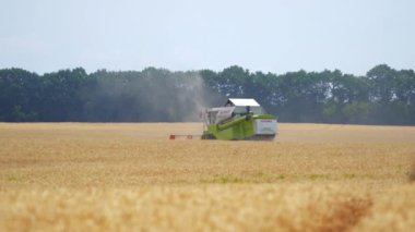 Tarlada hasat topluyor. Tarladaki hasatçılarla buğday hasat ediyoruz.