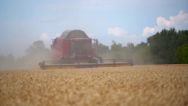 现代联合收割机在运转 联合收割机收获金熟小麦田 — 图库视频影像