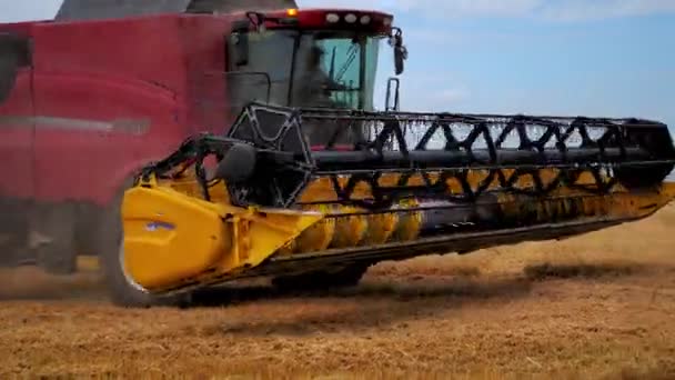 Харвестер Работает Пшеничном Поле Машина Сбора Урожая Работает Пшеничном Поле — стоковое видео