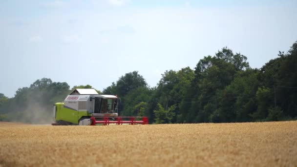 Farmář Kombinující Pole Pšenicí Agroindustriální Průmyslová Krajina Kombajny — Stock video