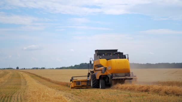 Stroj Sklízí Zlaté Pšeničné Pole Kombinovat Sklizeň Zralé Zlaté Pšenice — Stock video