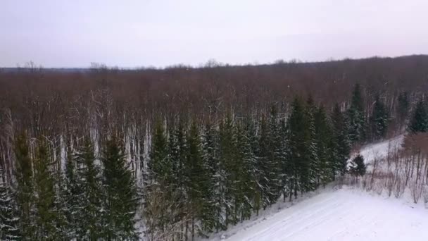 Winterbos Van Boven Luchtfoto Van Het Winterbos Bedekt Met Sneeuw — Stockvideo