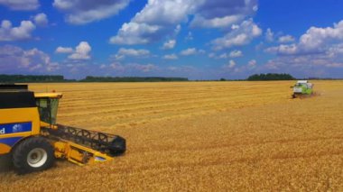 Buğday tarlasında hasat. Buğday saplarını keserek, hasatçının üzerinden yavaşça geçmek.