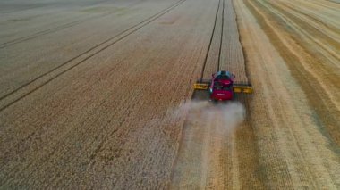 Tarlada buğday hasat ediyorum. İnsansız hava aracından gelen hava görüntüsü, altın olgun buğday tarlasında sürülen hasat tarım makinesini birleştiriyor.